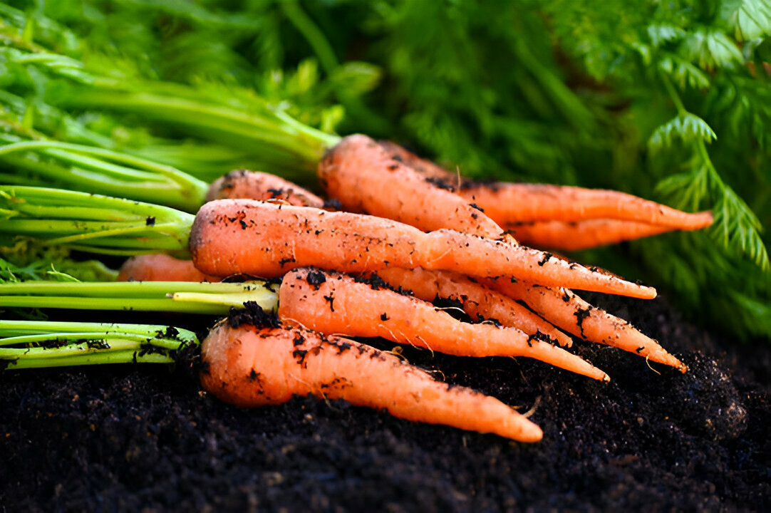 Red carrot gajar growing in loose soil in a Pakistani home garden | Moji Mall