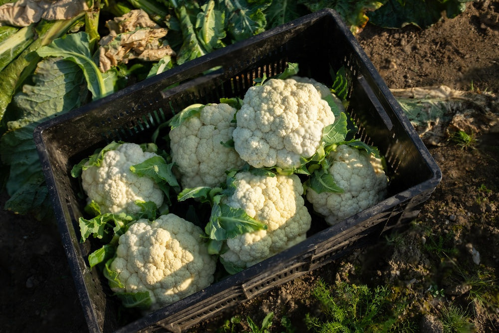 Firm white cauliflower phool gobhi growing in a Pakistani home garden | Moji Mall