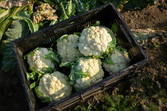 Firm white cauliflower phool gobhi growing in a Pakistani home garden | Moji Mall