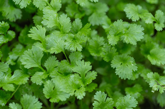 Fresh green coriander dhania leaves growing in a Pakistani home garden | Moji Mall