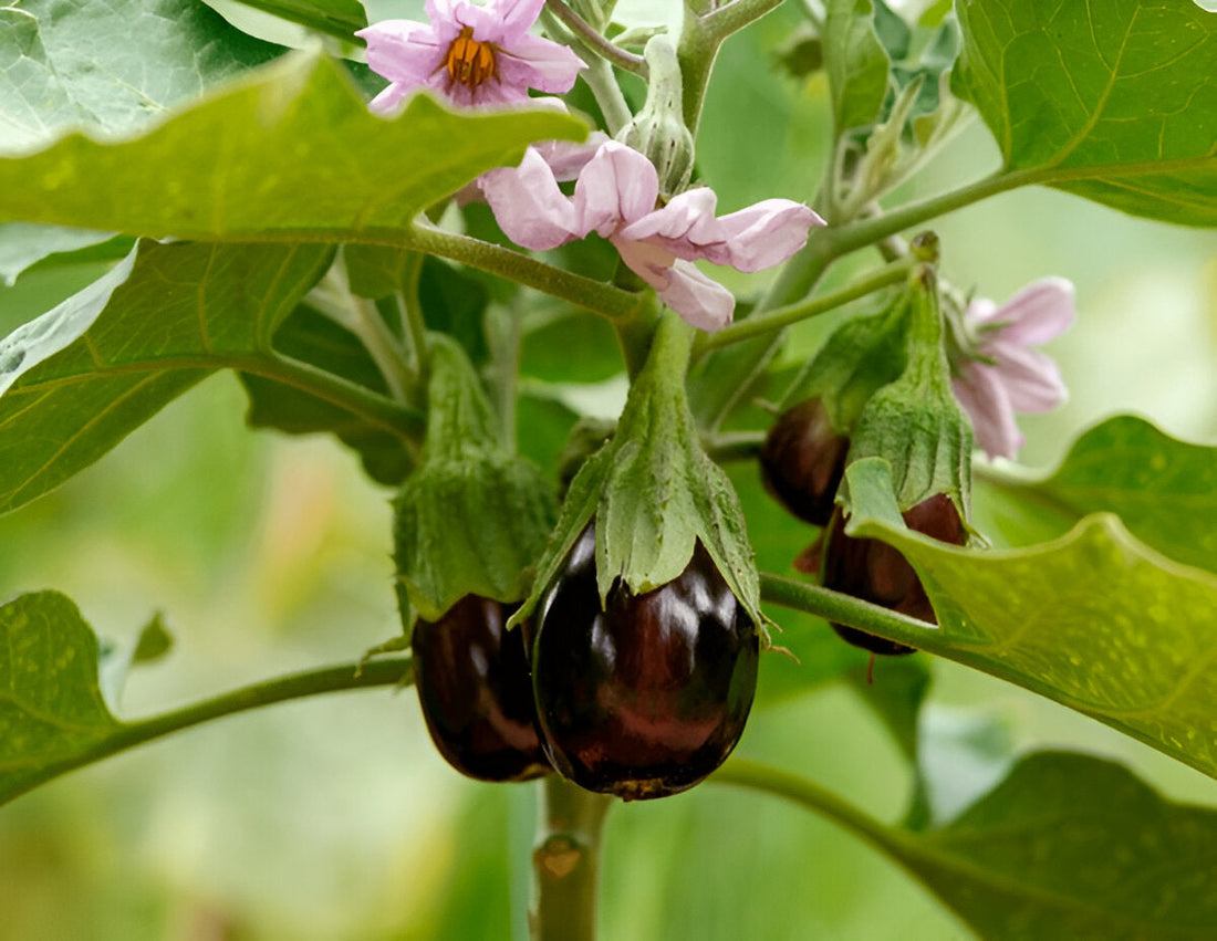 Purple brinjal baingan growing on a healthy plant in a Pakistani home garden | Moji Mall