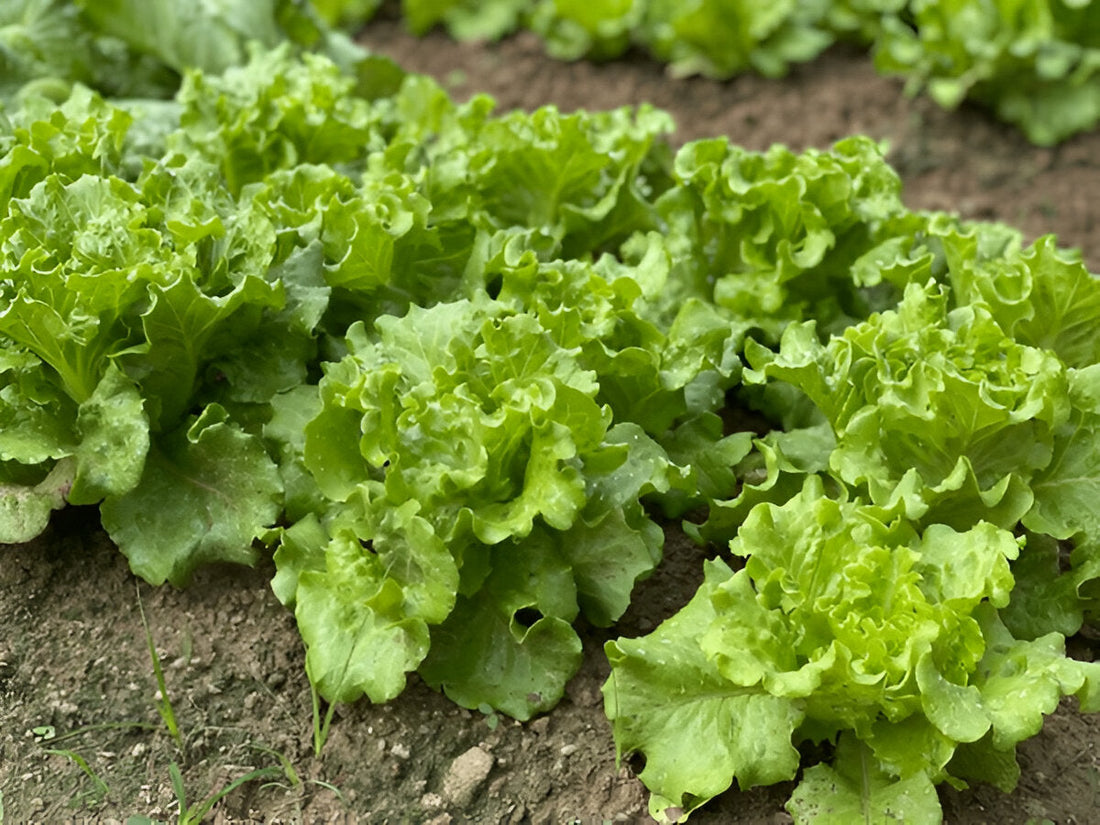 Green lettuce salad patta growing in a wide container in a Pakistani home garden | Moji Mall