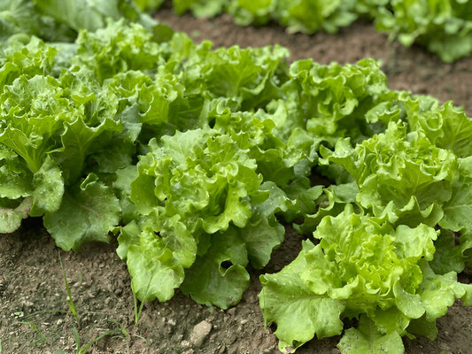 Green lettuce salad patta growing in a wide container in a Pakistani home garden | Moji Mall