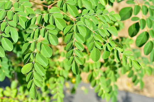 Growing Moringa in Pakistan: Complete Guide