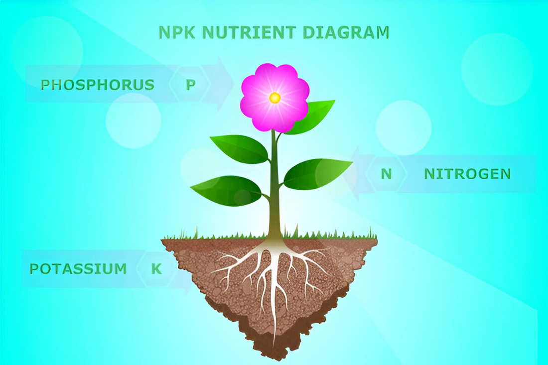 Understanding NPK: The Key to Healthy Plant Growth