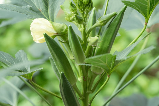 Tender green okra bhindi pods growing in a sunny Pakistani home garden | Moji Mall