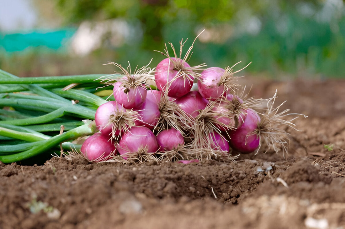Fresh onion piyaz bulbs growing in a home garden in Pakistan | Moji Mall