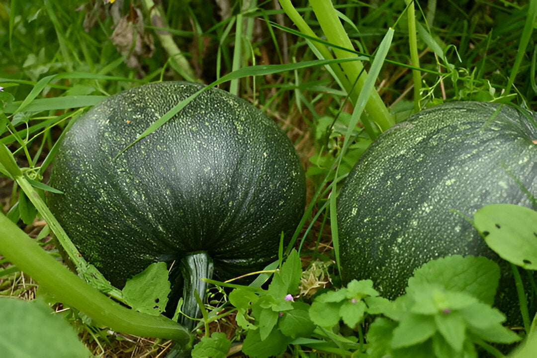 Ripe halwa kaddu pumpkin growing on a healthy vine in a Pakistani home garden | Moji Mall