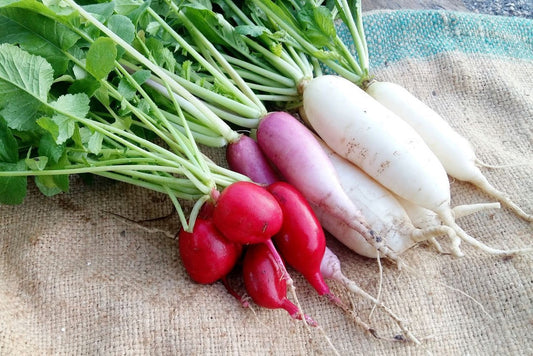 Grow Radishes in Pakistan – Moji Mall Guide