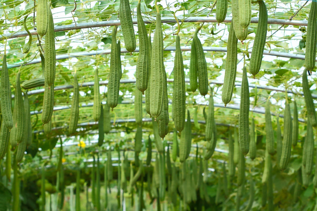 Fresh ridge gourd tori hanging from a supported vine in a Pakistani home garden | Moji Mall