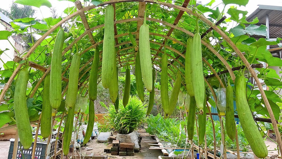 Grow Sponge Gourd in Pakistan: Moji Mall Guide