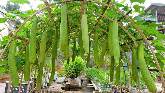 Grow Sponge Gourd in Pakistan: Moji Mall Guide