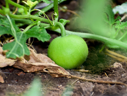 Grow Apple Gourd in Pakistan: Moji Mall Guide
