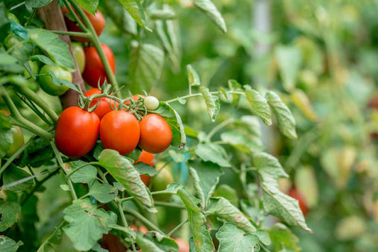 Ripe red tomatoes growing on a supported plant in a Pakistani home garden | Moji Mall