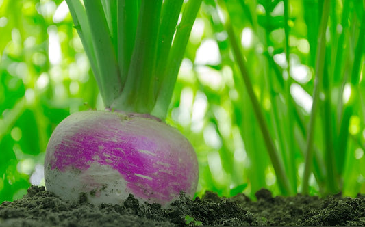 Fresh turnip shaljam growing in loose soil in a Pakistani home garden | Moji Mall