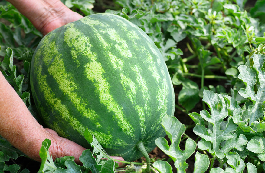 Ripe watermelon tarbooz growing on a healthy vine in a Pakistani home garden | Moji Mall