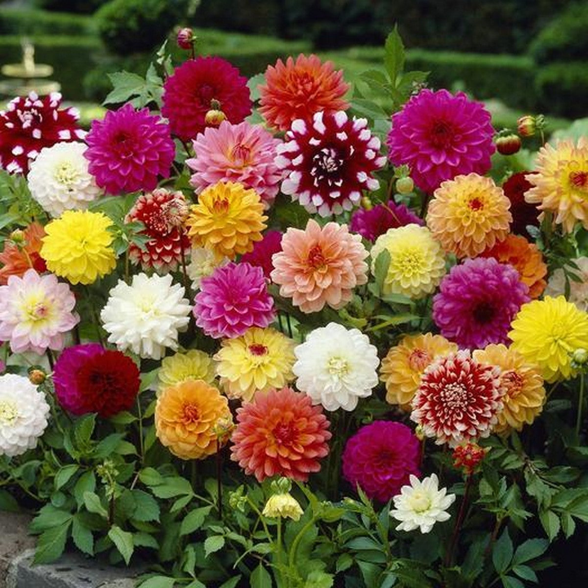 Dahlia Mixed - 20+ Seeds