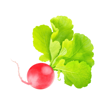 Radish (Red Round) – 40+ Seeds