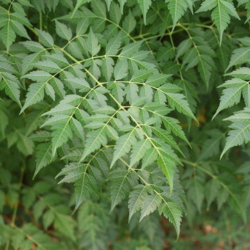 Bakain (بکائن) - Tree Seeds