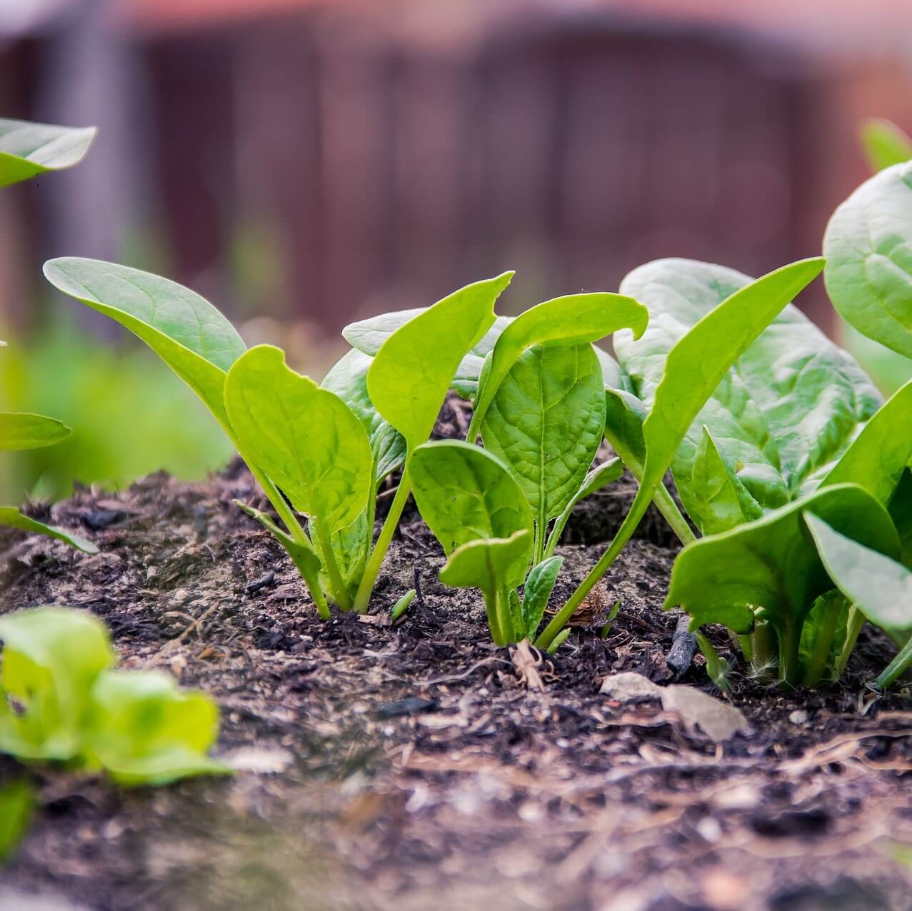 Spinach - Baby - F1 Hybrid - Seeds