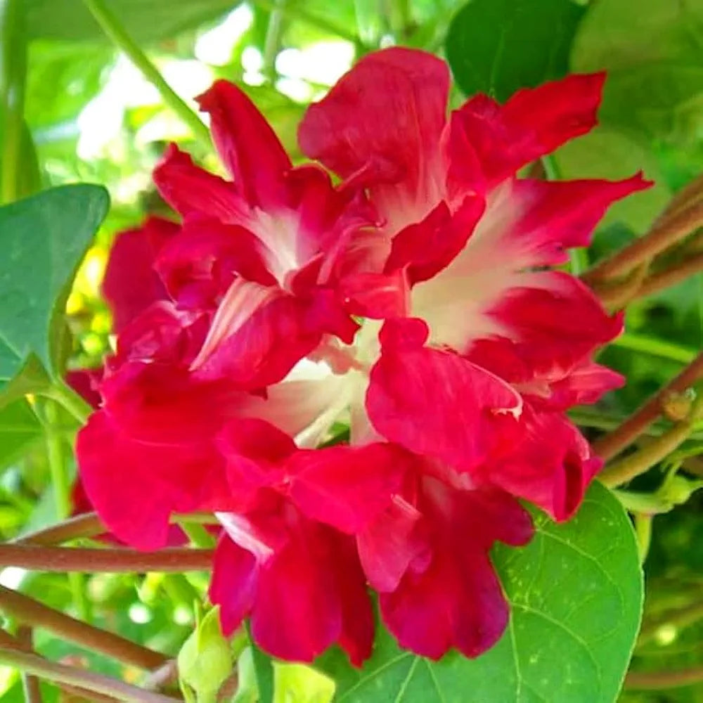 Morning Glory Ruffled Red - 10 Seeds