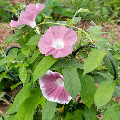 Morning Glory - Chocolate