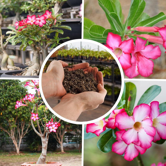 Adenium Potting Mix