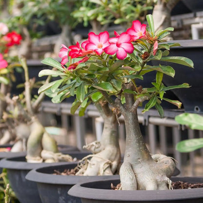 Adenium Potting Mix