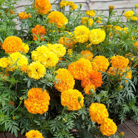 Marigold Giant Mix (گل گیندا) – 40+ Seeds