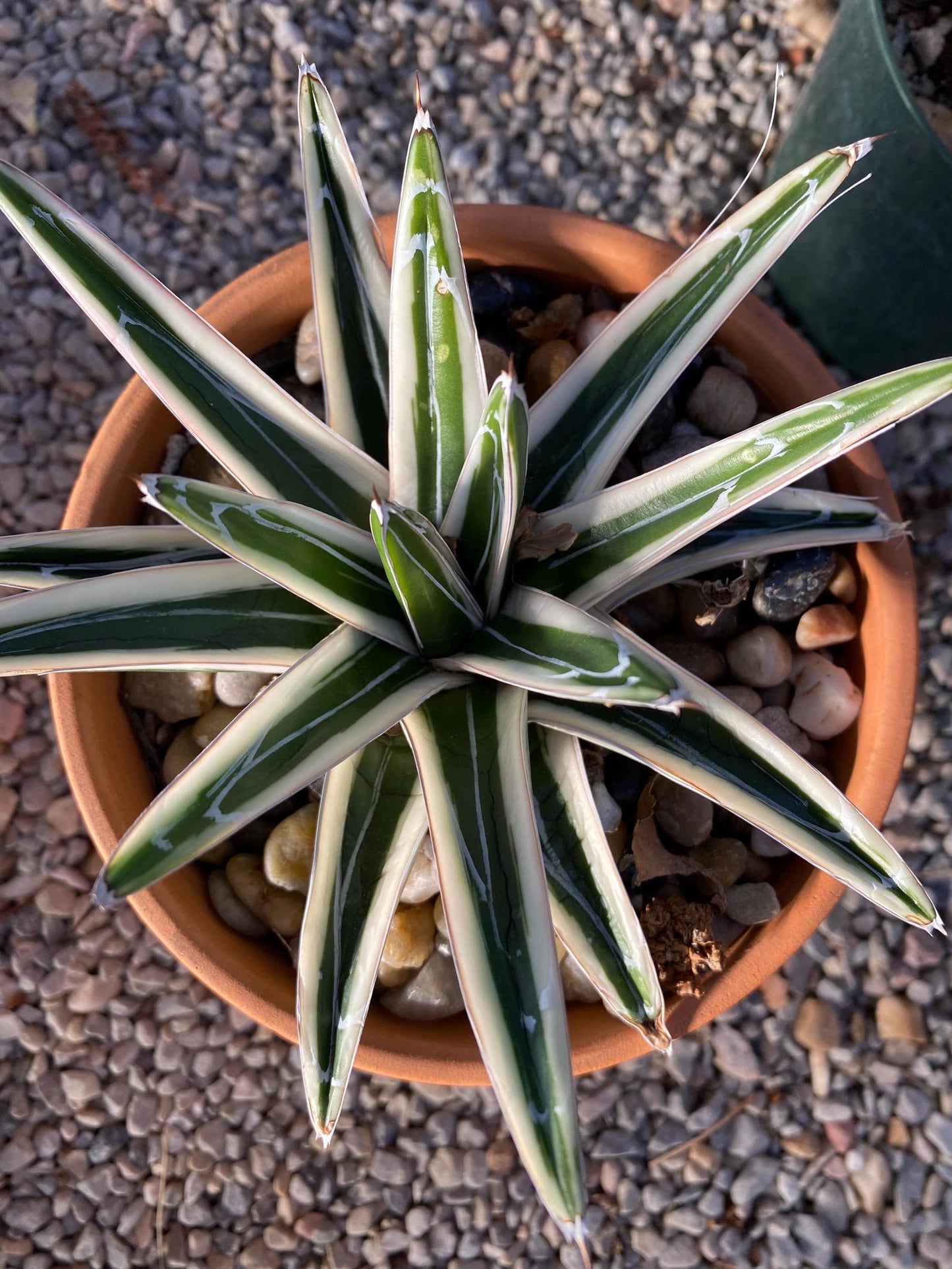 Agave - Victoriae Reginae - White Rhino Alba - Live Plant (Limited Only)