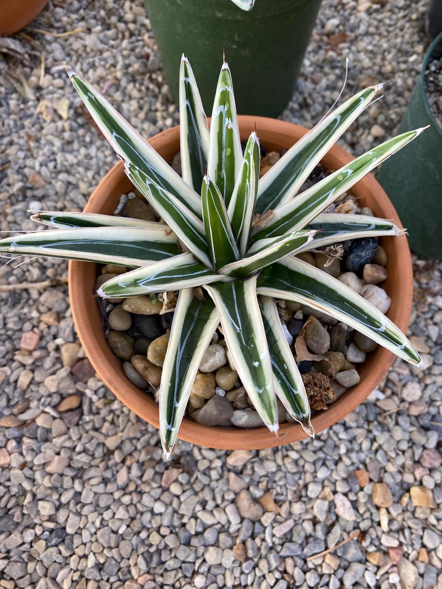 Agave - Victoriae Reginae - White Rhino Alba - Live Plant (Limited Only)