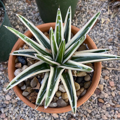 Agave - Victoriae Reginae - White Rhino Alba - Live Plant (Limited Only)