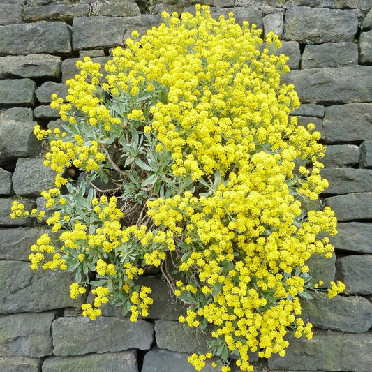 Alyssum Yellow flowering plant against a stone wall