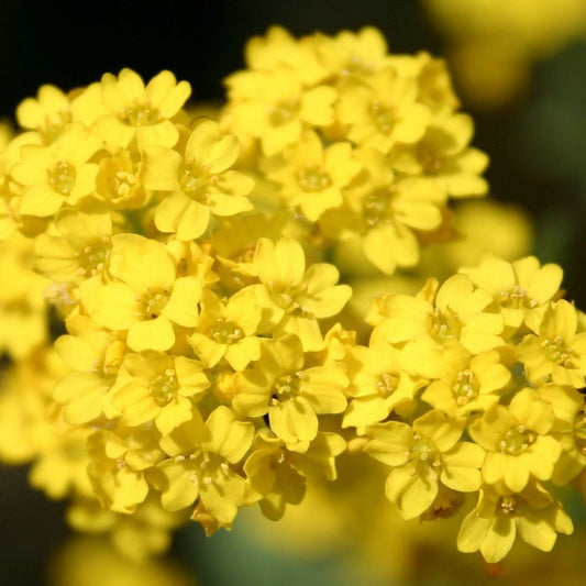 Close-up of a cluster of Alyssum yellow flowers with a blurred background
