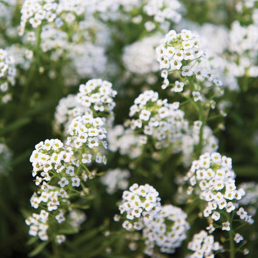 Close-up of Alyssum White flowers with a blurred green background