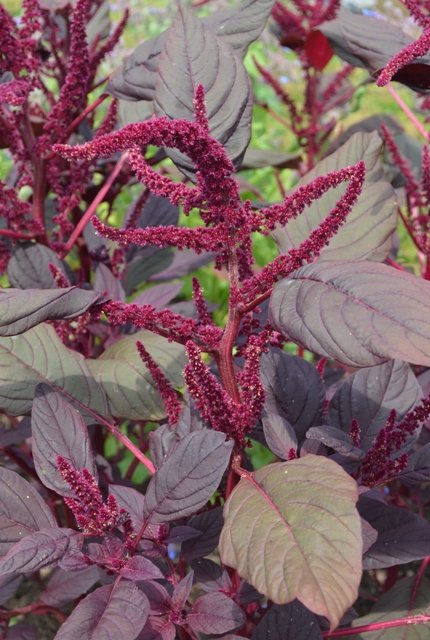 Amaranthus Tricolor – 150+ Seeds (SUMMER)
