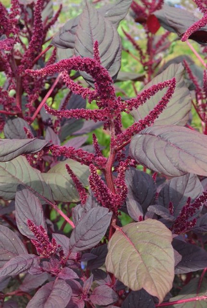 Amaranthus Tricolor – 150+ Seeds (SUMMER)