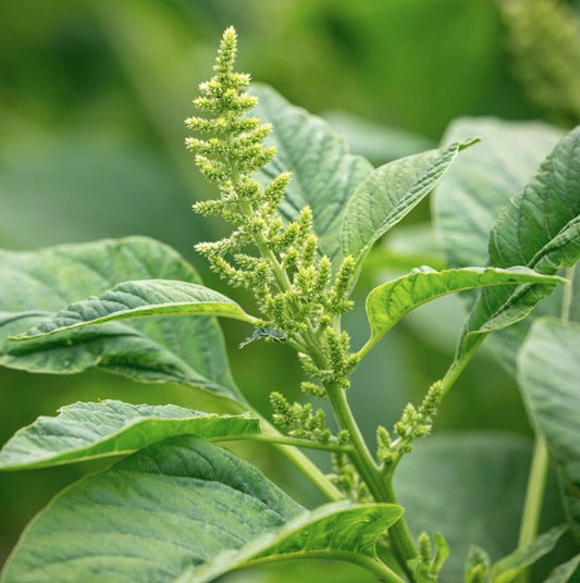 Amaranthus Tricolor (Green Callaloo) – 150+ Seeds (SUMMER)