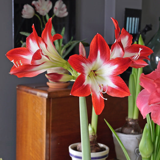 Amaryllis Flower Bulbs (گلِ عروسہ ) – Tres Chic (imported) (SUMMER)