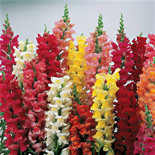 Antirrhinum Mixed - Seeds