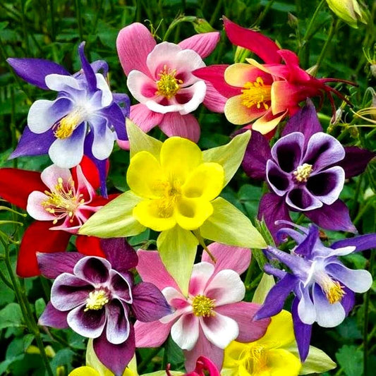 Colorful Aquilegia mix flowers including red, pink, yellow, and purple in a natural setting.
