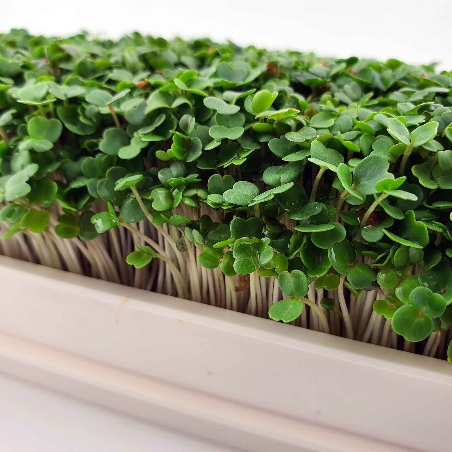 Arugula (Rocket Lettuce): Microgreens Seeds