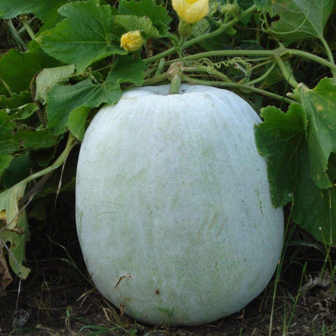 Ash Gourd - Petha - Seeds