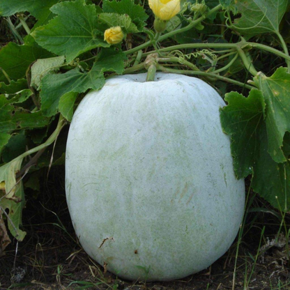 Ash Gourd - Petha - Seeds