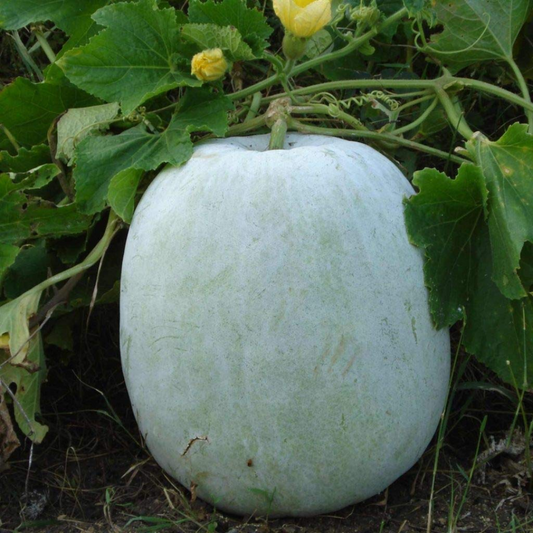 Ash Gourd Seeds