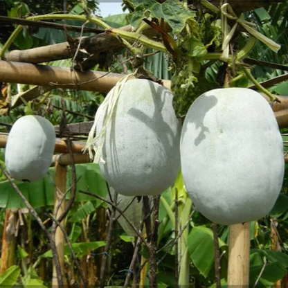 Mature ash gourd (Safed Kaddu) fruit growing on the vine from Moji Mall vegetable seeds.