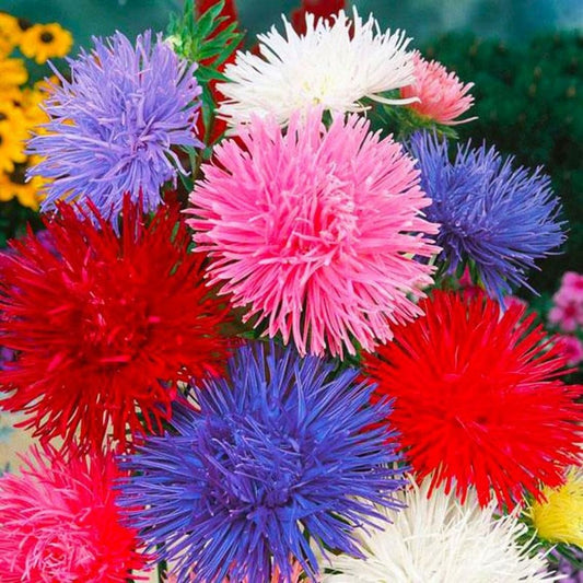 Colorful spiky Aster Needle flowers in red, pink, blue, and white against a blurred floral background.