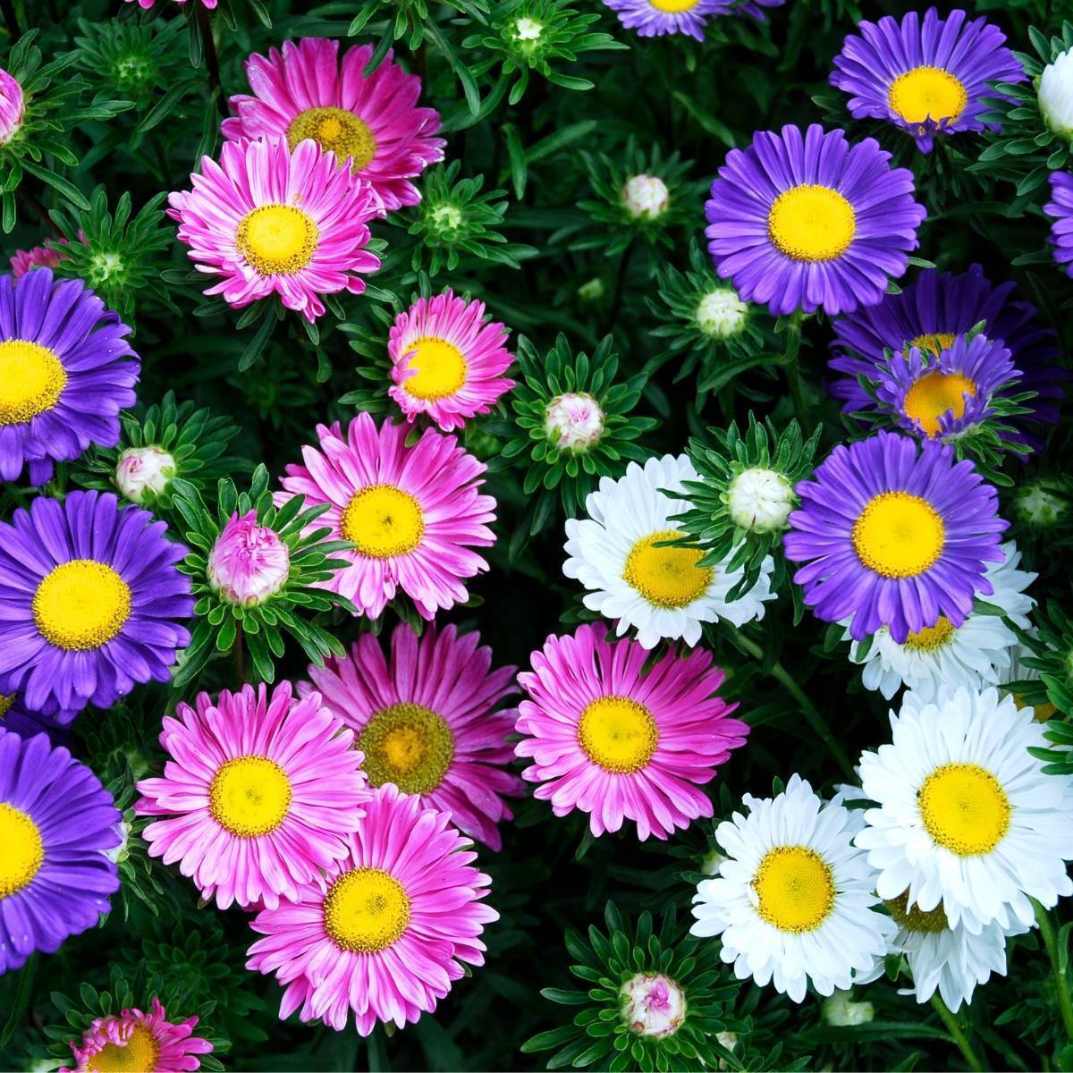 Aster Rainbow Single Mix – 30+ Seeds