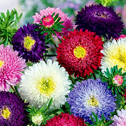 Aster chinensis Princess – 30+ Seeds