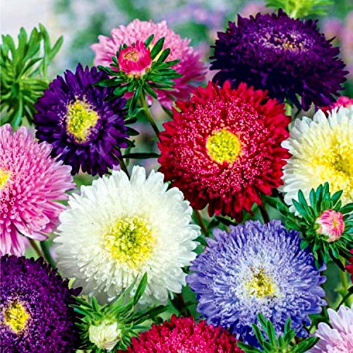 Aster chinensis Princess – 30+ Seeds